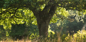 somerset-wedding-photos