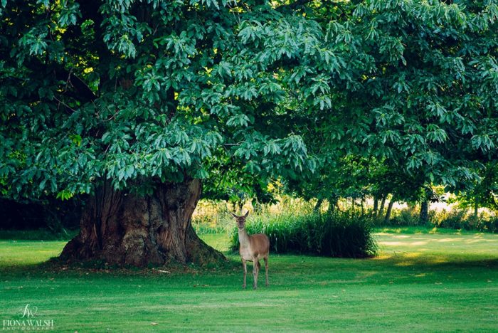 003b-St-Audries-deer-park