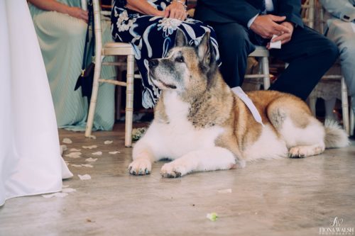 004dogs-at-weddings