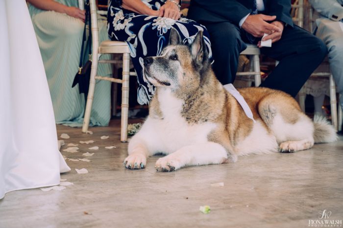 004dogs-at-weddings