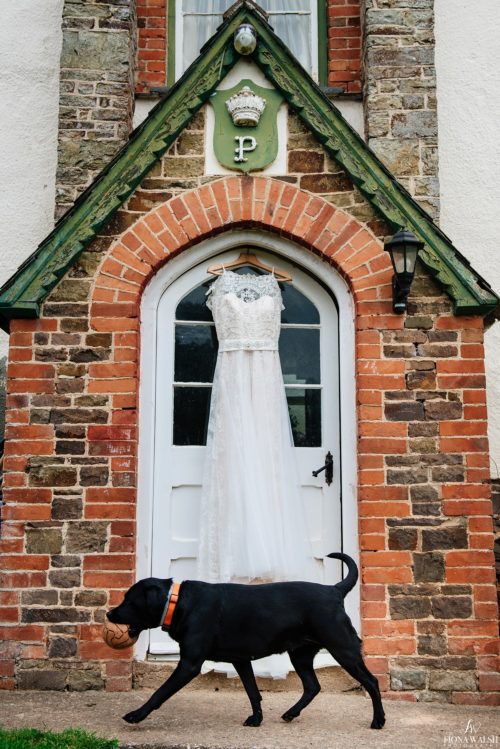 009dogs-at-weddings-uk