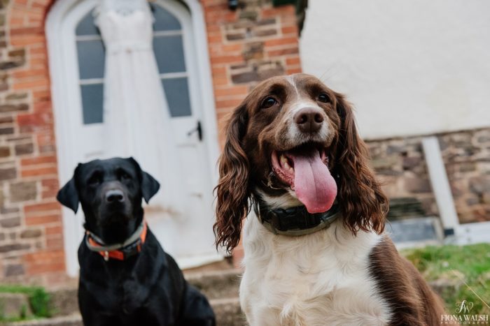 010dogs-at-weddings-uk