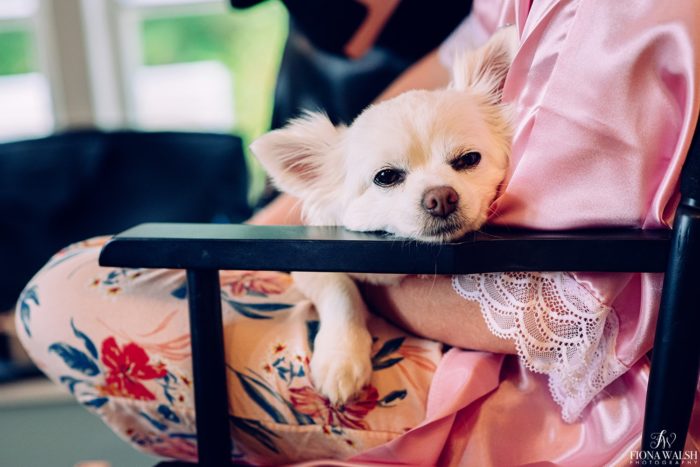 011dogs-at-weddings-uk