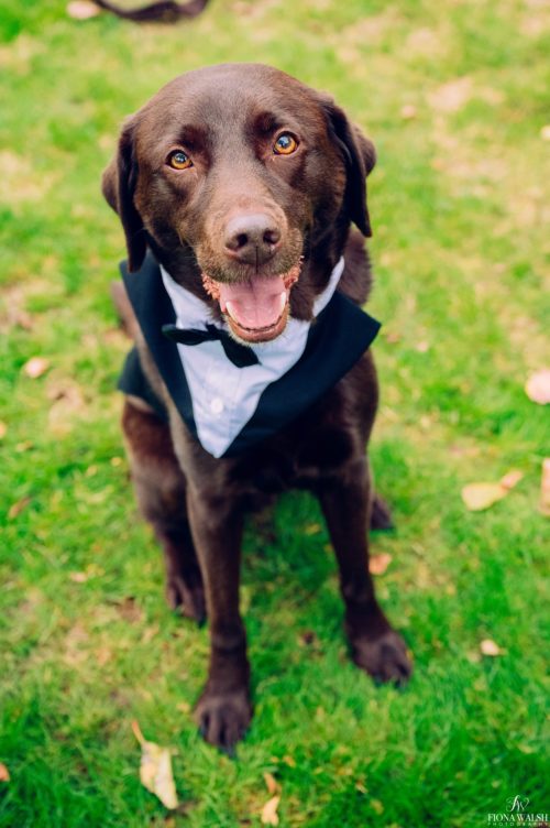 023dogs-at-weddings-tips