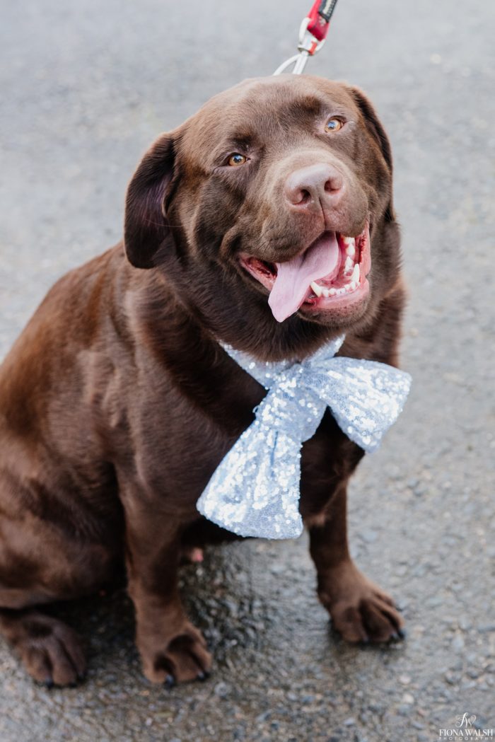 024dogs-at-weddings-tips