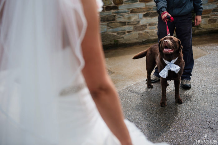 026dogs-at-weddings-tips