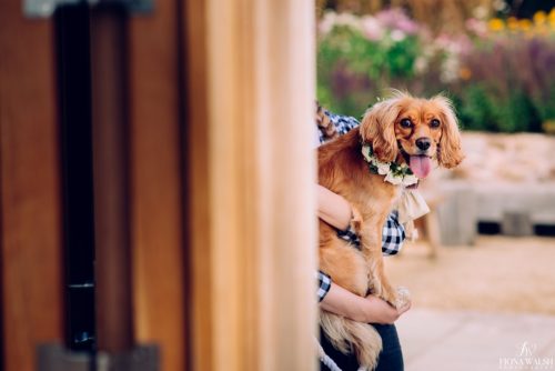 029dogs-at-weddings-images