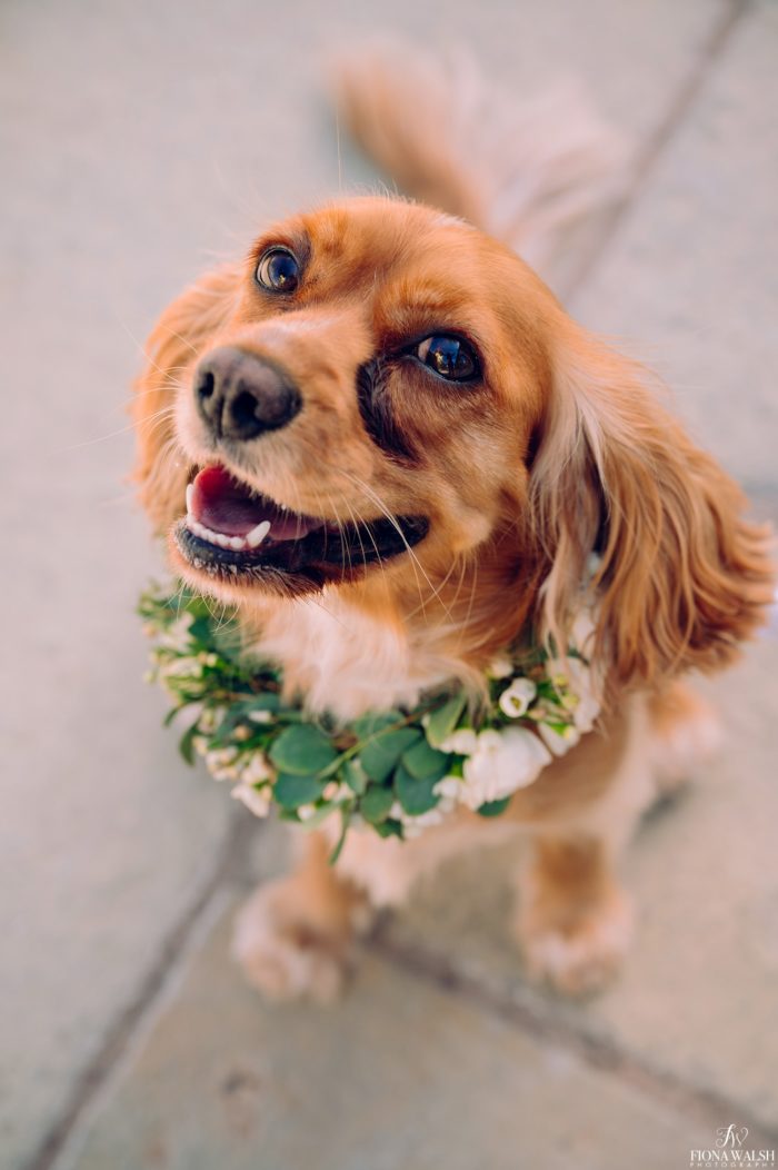 031dogs-at-weddings-images
