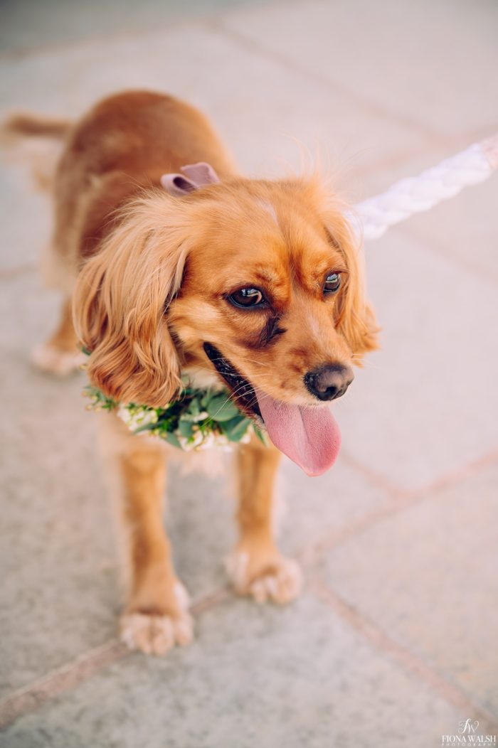 033dogs-at-weddings-images