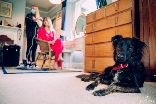 034photos-of-dogs-at-weddings