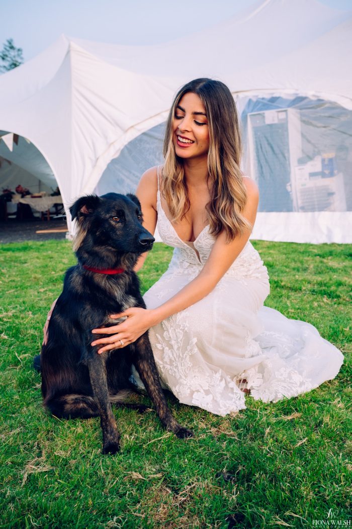 035photos-of-dogs-at-weddings