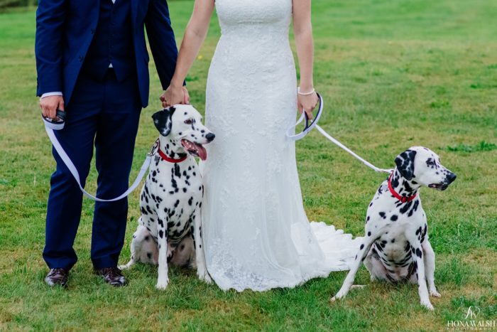 037photos-of-dogs-at-weddings