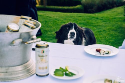 040pet-at-your-wedding