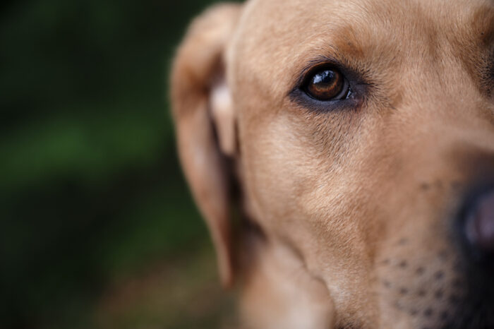 wellington-somerset-dog-photographer