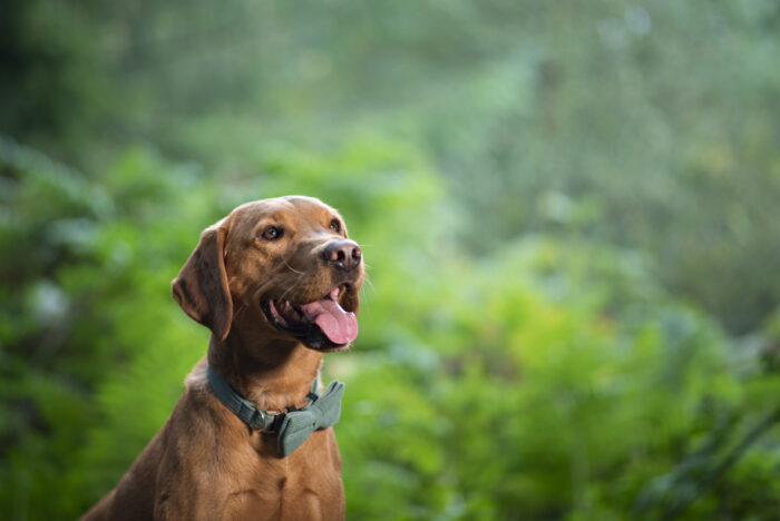 labrador photographer wellington somerset