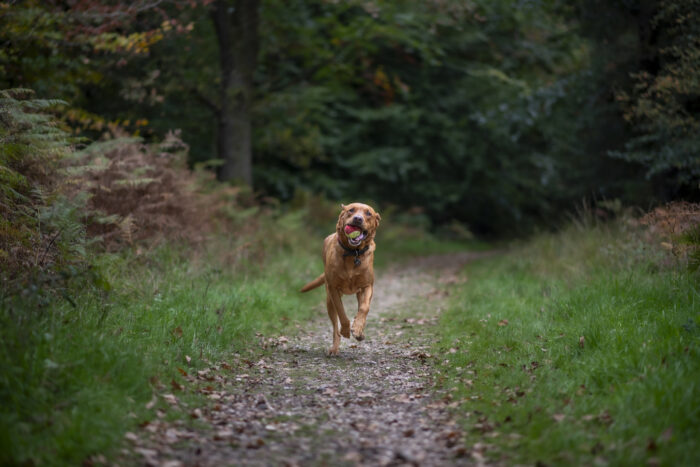 dog-photoshoot-welington-somerset