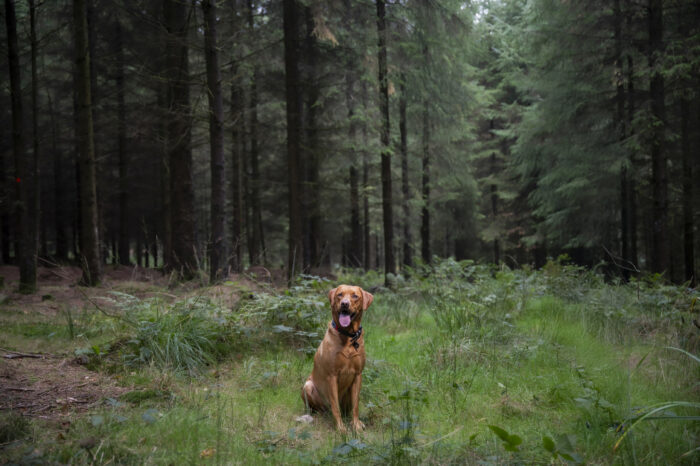 dog-photoshoot-woods-somerset