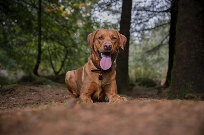 outdoor-dog-photography