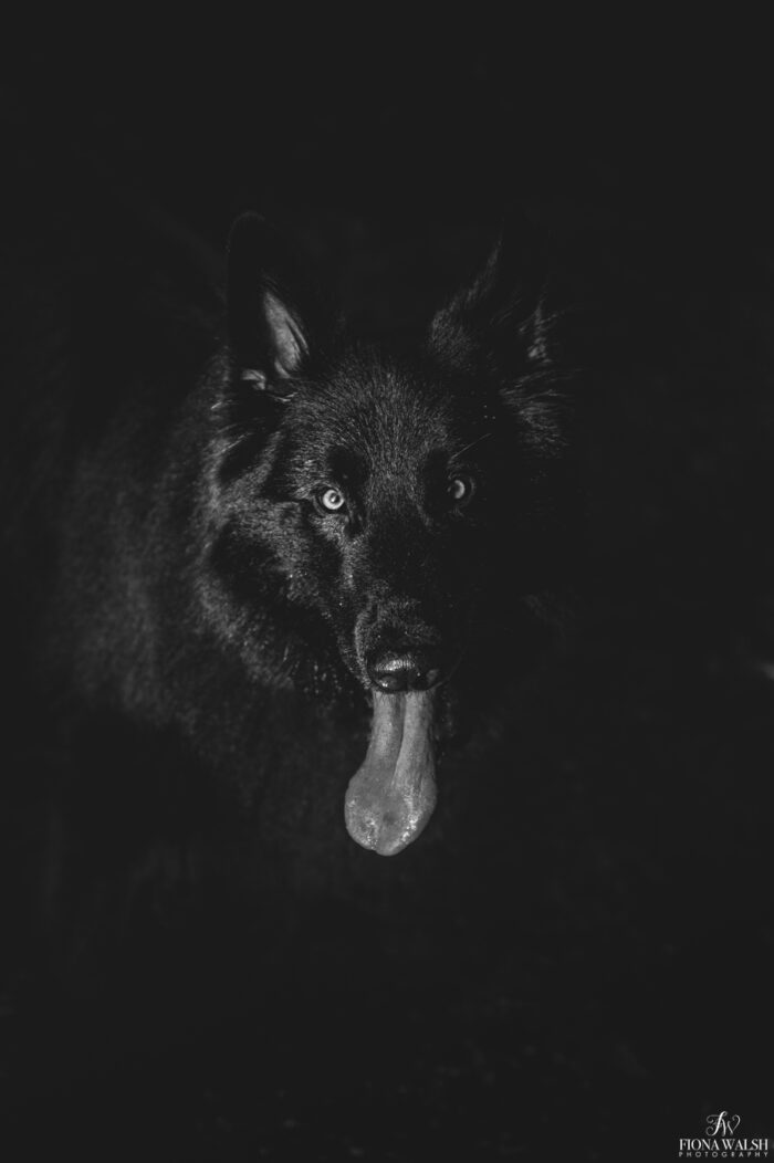 germanshepherd-dog-photographer