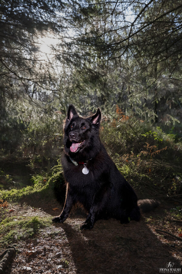 dog-photographer-outdoor-wellington