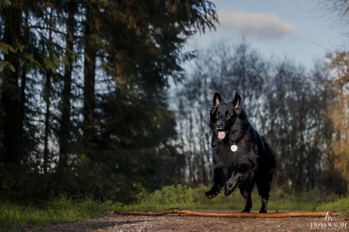 germanshepherd-photography