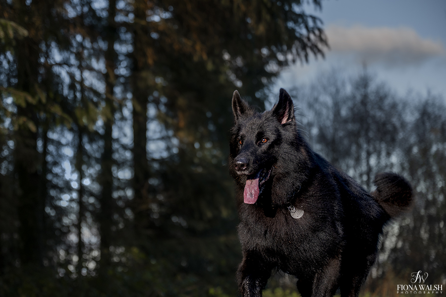 germanshepherd-photography-somerset