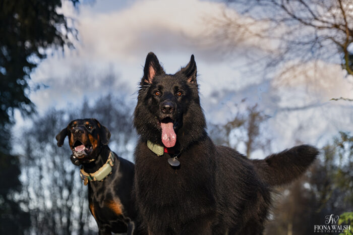 outdoor-dog-photoshoot-somerset