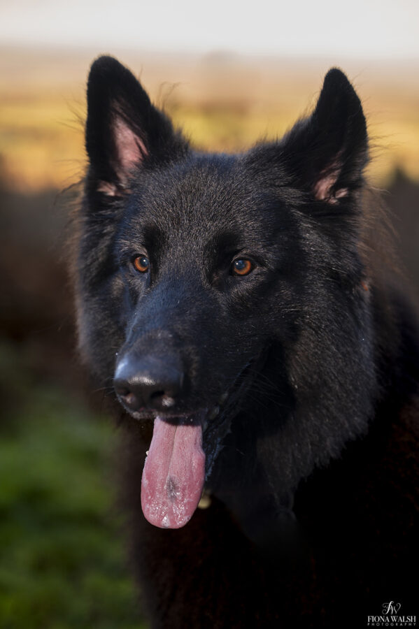 dog-portraits-wellington