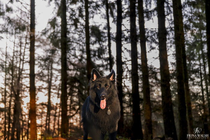outdoor-dog-photographer-wellington