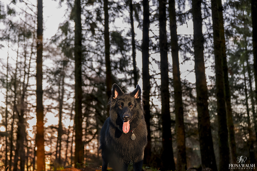 outdoor-dog-photographer-wellington