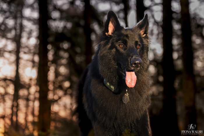 outdoor-photography-dogs