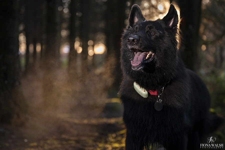dog-photographer-near-me-wellington-somerset