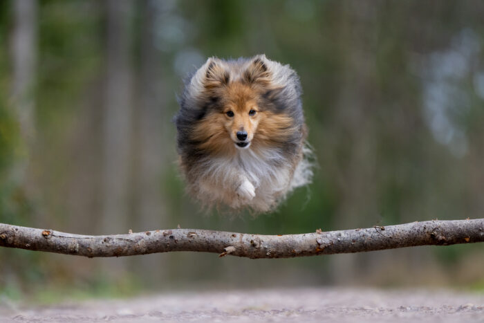 dog-photographer-fiona-walsh