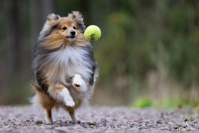 exeter-dog-photographer