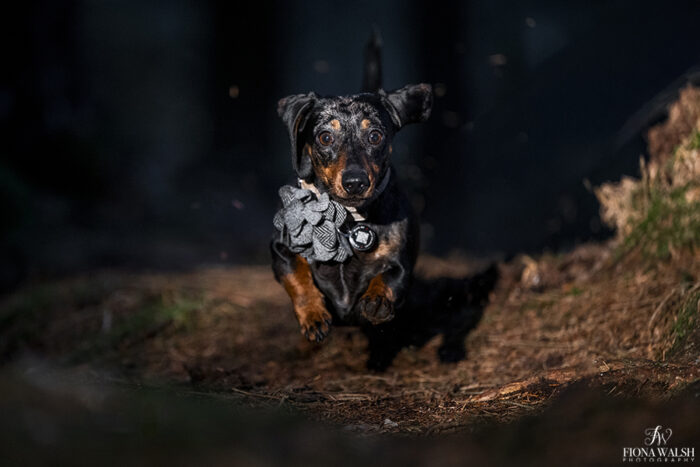 fionawalshdogshoot