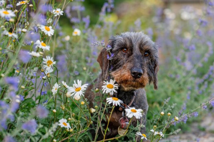somerset-pet-photography