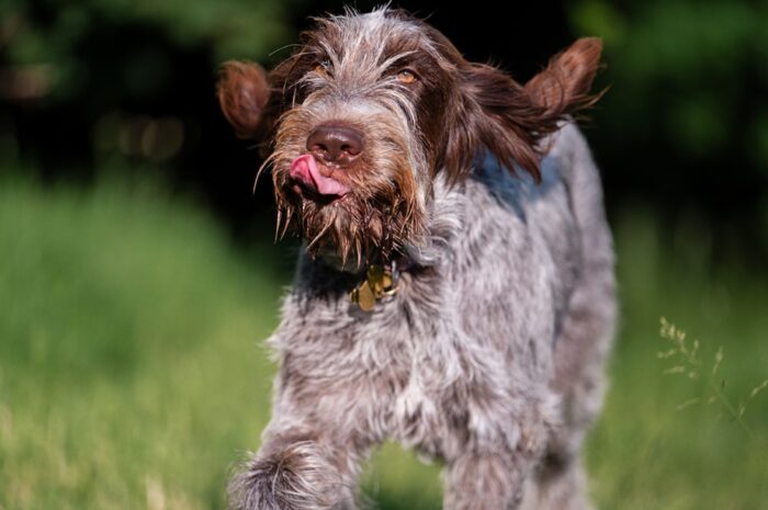somerset-dog-photography