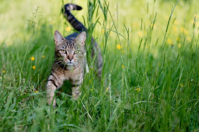 somerset-cat-photography
