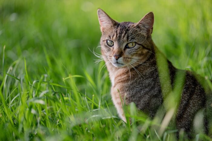 devon-cat-photography