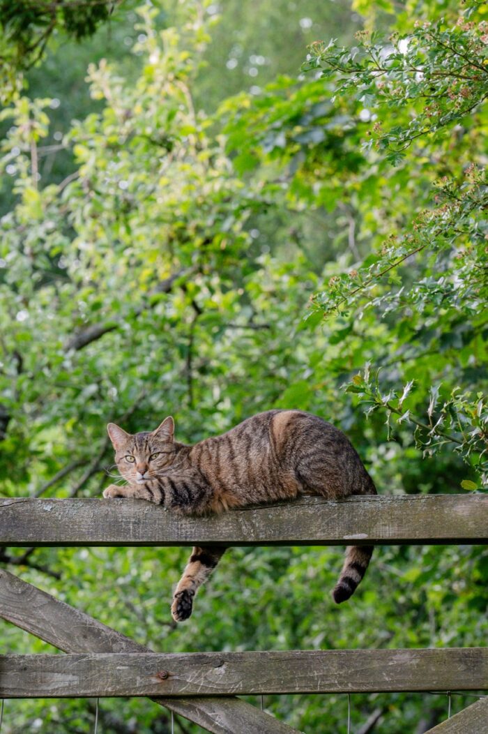devon-cat-photographer