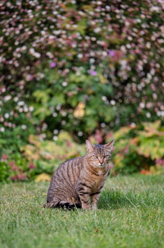 cat-photographer-somerset