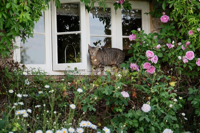 cat-photographer-wellington