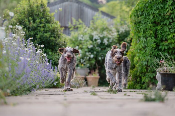 dog-photo-session-taunton
