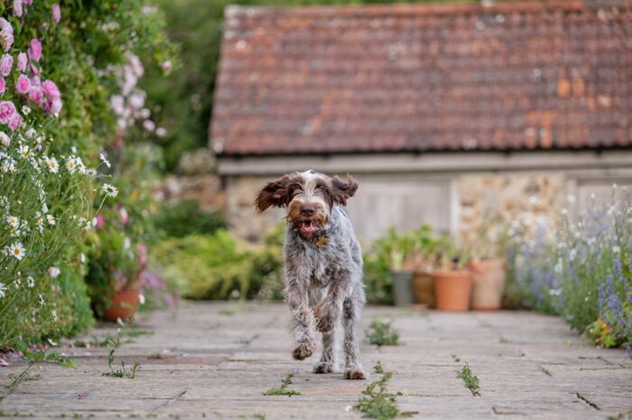 pet-photo-session-devon