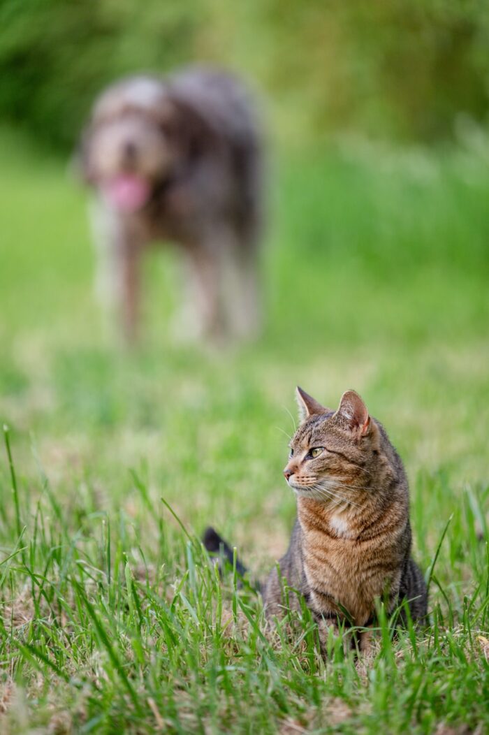 dogs-cats-pet-photographer